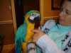 Blue a Gold papoušek papoušci na nový domov