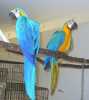 Prodám Modré a zlaté ara papoušci