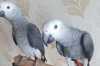 Hezké a Krásné Ockované Žako Africké šedé papoušci  pro prodej pro více informací a fotografie kontaktujte 